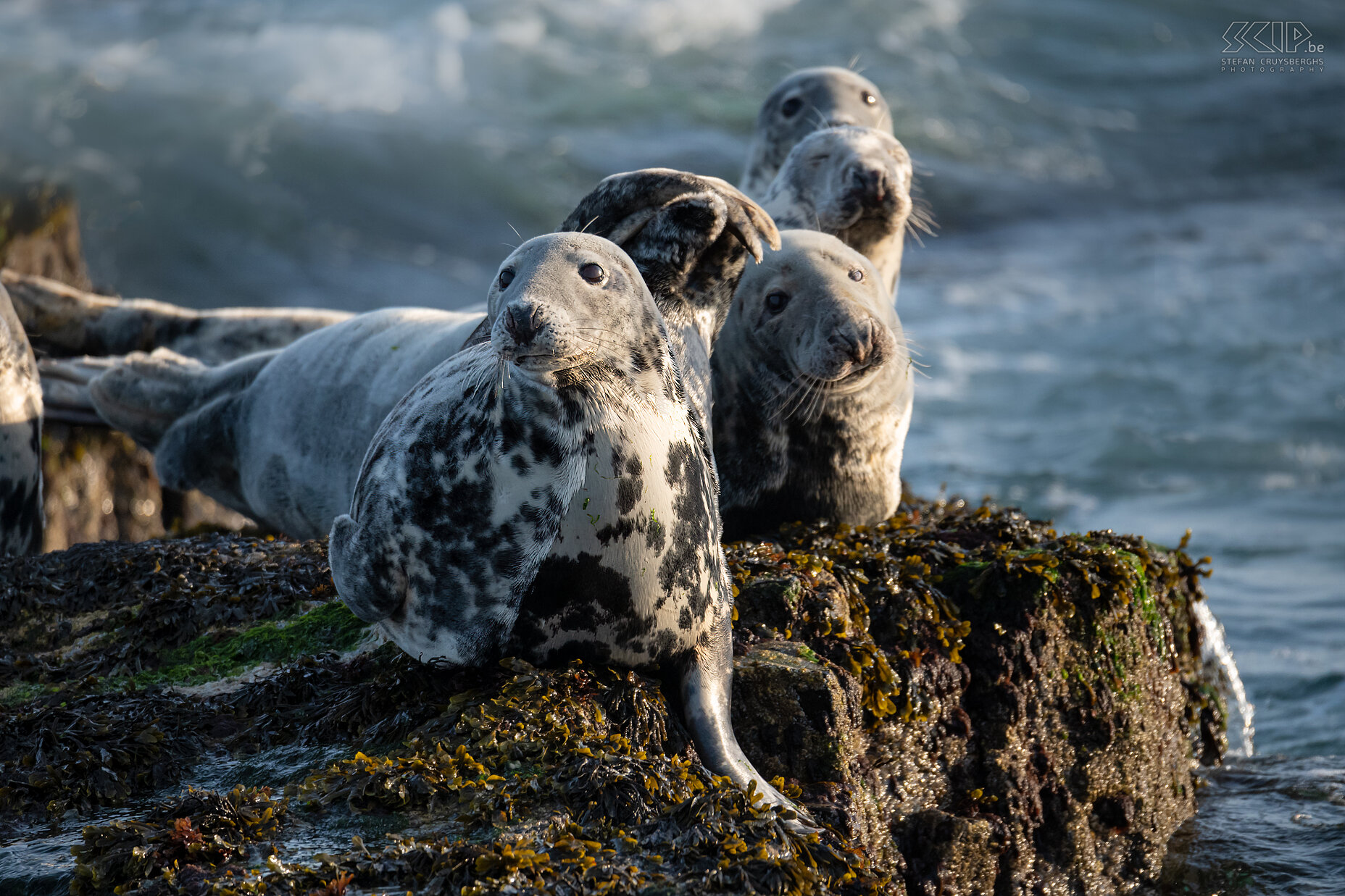 Farne Islands - Grijze zeehonden De Farne Islands herbergen een van de grootste Atlantische grijze zeehondenkolonies aan de oostkust van Engeland. Ieder najaar worden hier honderden pups geboren. Als het tij laag is, rusten ze meestal op de rotsen. Stefan Cruysberghs